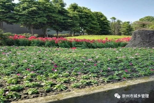崇州城市環(huán)境整治提升月 園林綠化精細(xì)化管護(hù)質(zhì)量提升進(jìn)行時(shí)